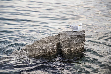seagull, rock, sea, water, waves, bird, ocean