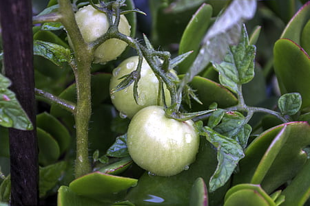 cultivo de tomates, verde, orgánica, jardín