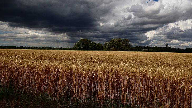 国, 穀物, 小麦, 空, 空, 以前は, burkou