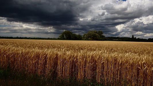 країна, зерно, Пшениця, небо, небо, перед, burkou