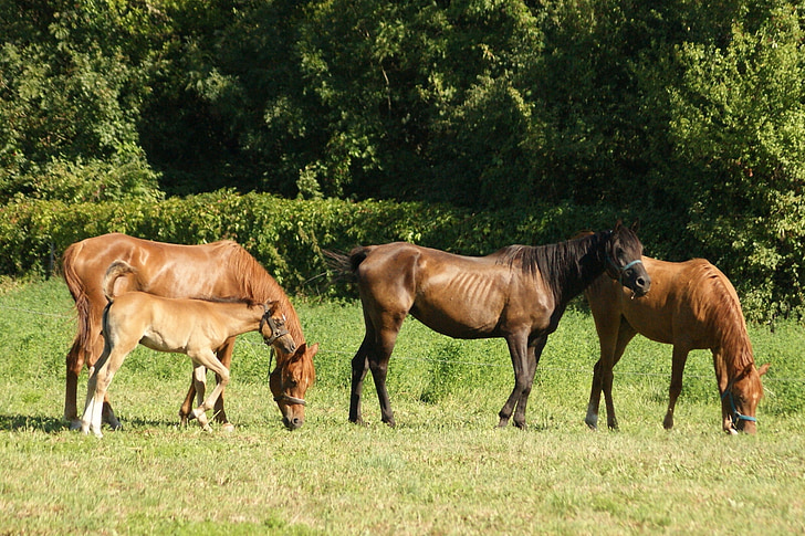 άλογο, ζώο, θηλαστικό, αγρόκτημα, βόλτα, Εύρος, Πατρικό