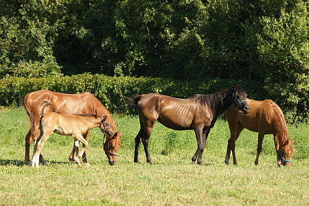马, 动物, 哺乳动物, 农场, 骑, 范围, 家园