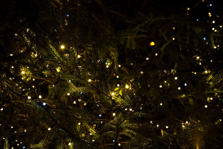groen, Kerst, boom, verlichting, decor, nacht, verlichte