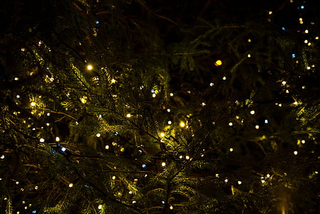 verde, Navidad, árbol, luces, decoración, noche, iluminados