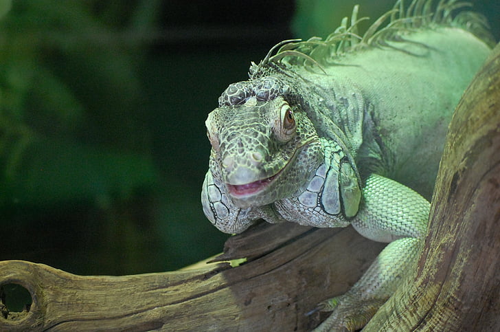 Iguana, grønn, dyr, smil