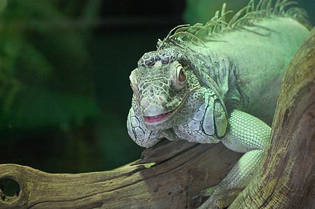 iguana, verde, animale, zâmbet