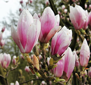 Magnolia, kwiat kielich, pachnące, Róża, magnoliengewaechs, Magnoliowate, wiosna