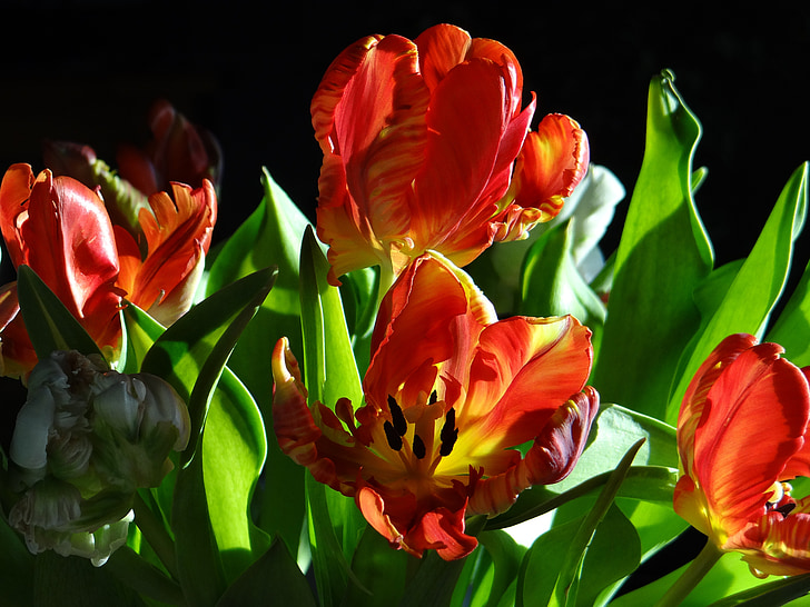boeket, Tulpen, lente, kleurrijke, decoratie, groeten van de lente, Tulip