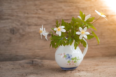arbust-windröschen, Ranunculaceae, Buixol, flors de primavera, primer bloomer, flors, blanc