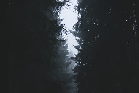 Вверх, вид, дерево, окружающие, туман, деревья, лес