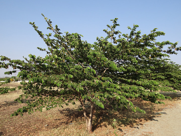 muntingia calabura, ямайски Чери, Панама Бери, Сингапур Чери, ягодово дърво, дърво, растителна