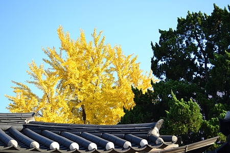 Banco de hojas, amarillo, República de Corea, Damme