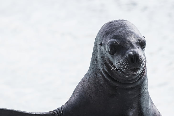 djur, Sea hund, Seal