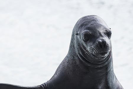 animal, sea dog, seal