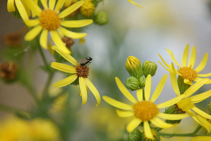 fly, flower, nature, spring, bug, yellow flowers