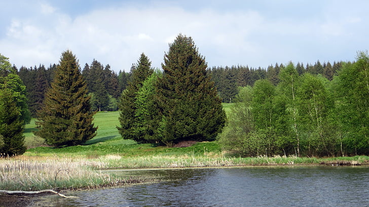 idyll, forest, conifers, recovery, landscape, nature, upper harz water shelves