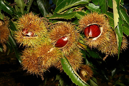 chestnuts, hedgehogs, nature, fruit, plant, tree, close-up