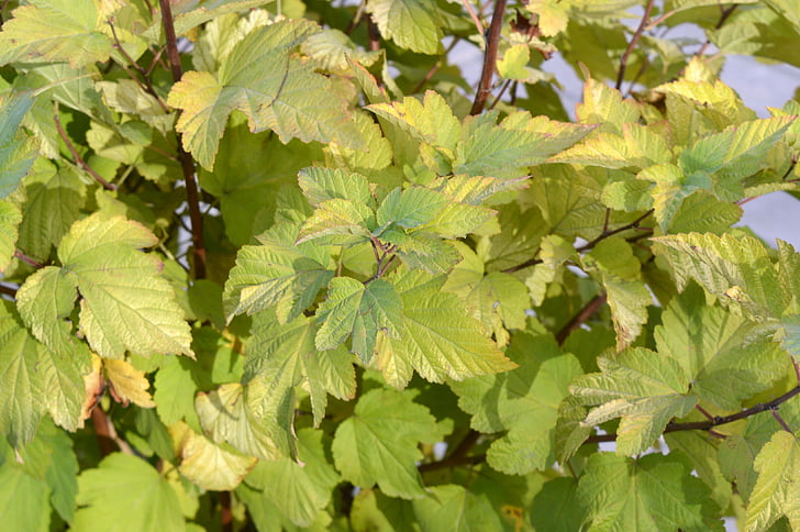 physocarpus, φύλλα, πράσινο, Κίτρινο, ο Μπους, χόρτα, το καλοκαίρι