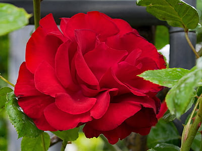 Rózsa, Santana, hegymászás Rózsa, virágok, piros, Blossom, Bloom