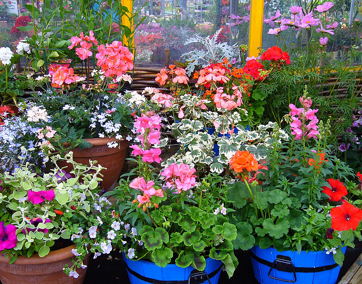 bloeiende potplanten, planten display, pot, planten, zomer, Tuinplanten
