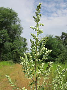 Artemisia vulgaris, Mugwort, cây ngải phổ biến, felon herb, Hoa cúc weed, hoang dã cây ngải, tuổi bác henry