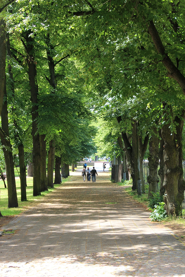 metsa tee, Stadtwald, idüll, roheline, jalutuskäigu, liikuda