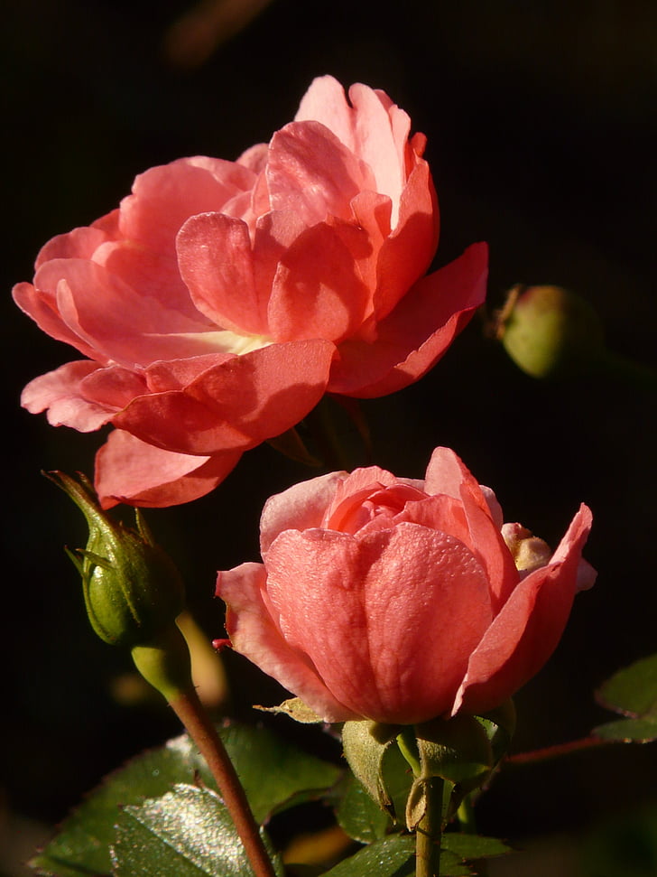 rosa, fiore, Blossom, Bloom, luce posteriore, natura, pianta