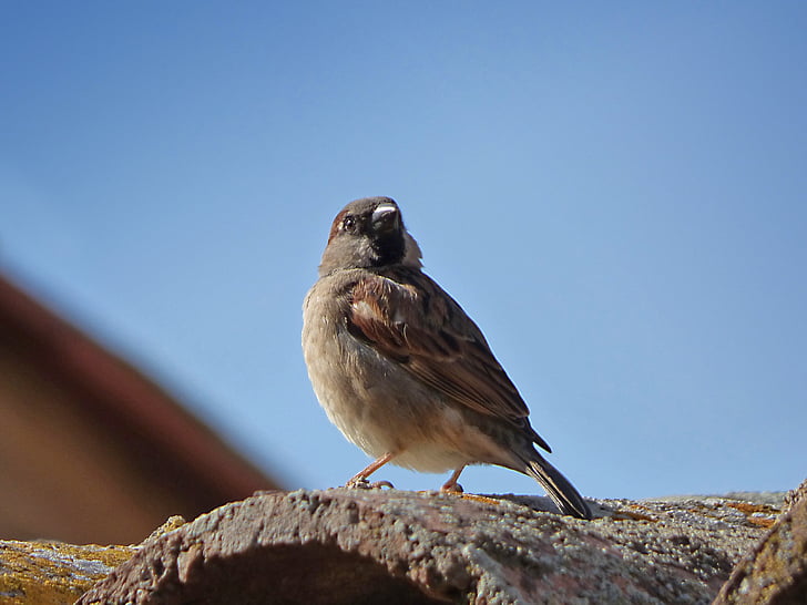 Sparrow, burung, atap, Texas, satu binatang, hewan satwa liar, hewan di alam liar