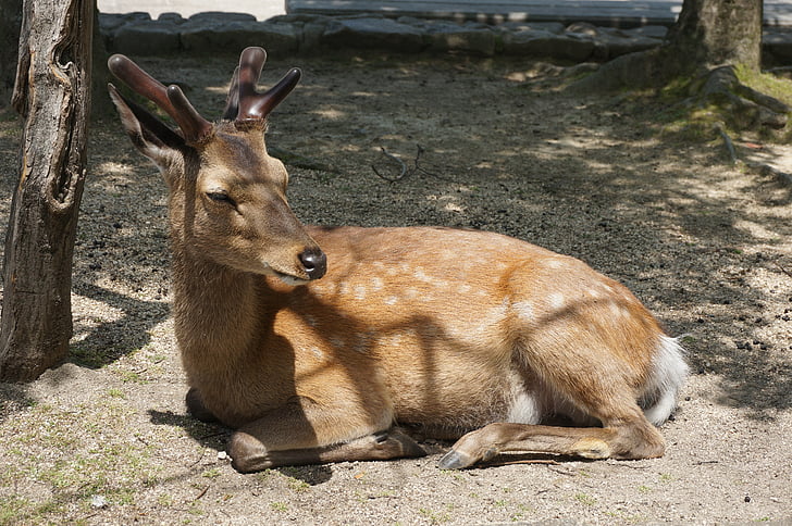 Japani, Hiroshima, Miyajima, Deer