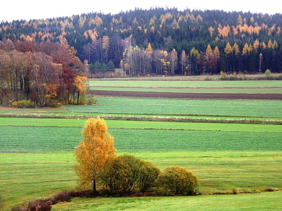 ainava, herbstimpression, Šajā neualbenreuth, Bavārijas mežs