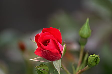 rose, red, bud, blossom, bloom, petals, rose petals