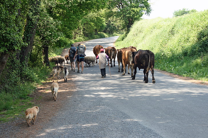 jakobsweg, Camino, Hispaania, müha, lehmad, turistid