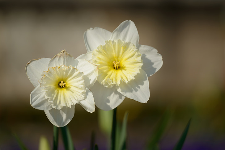 påskliljor, Narcissus, Daffodil, våren, blomma, blommor