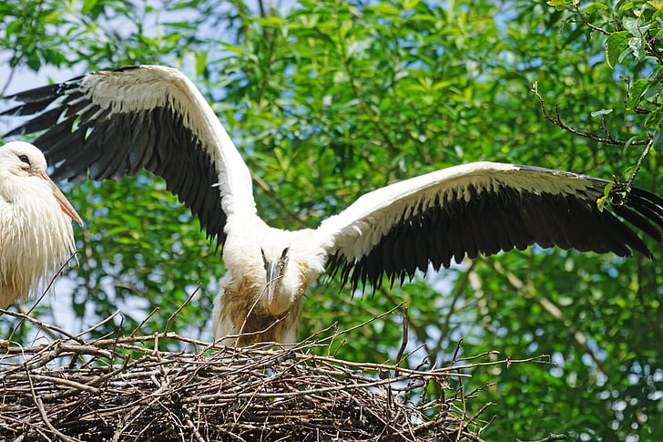 Stork, Adebar, Rattle stork, hvid stork, unge dyr, storchennest, Flight motion