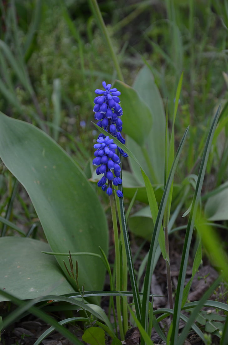 muscari, blue, spring, nature