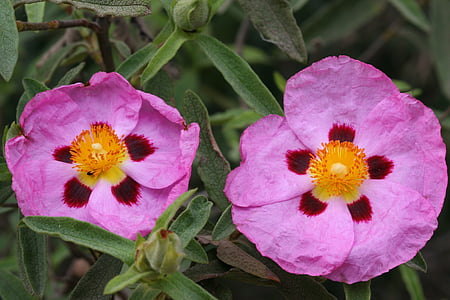 Cistus, Rosa, Blume