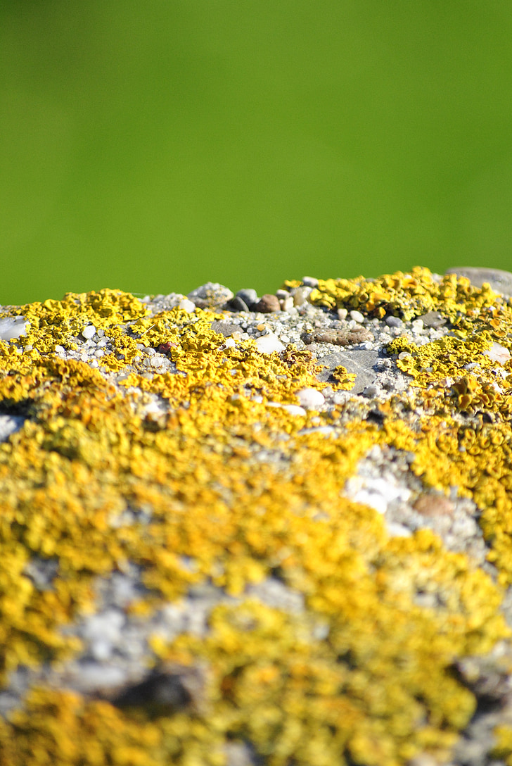 texture, outdoor, green, moss, stone