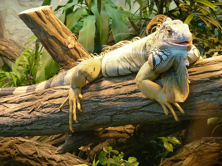 Leguán, Zoo, plaz, džungle, drak