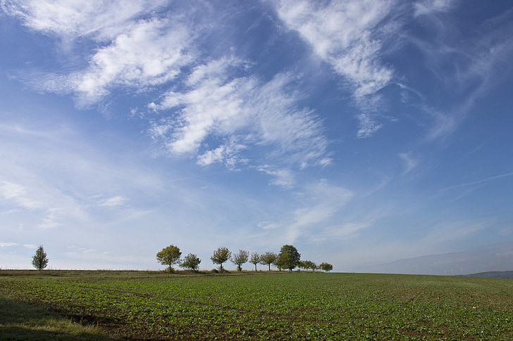 field, nature, grove of trees, trees, sky, clouds, landscape
