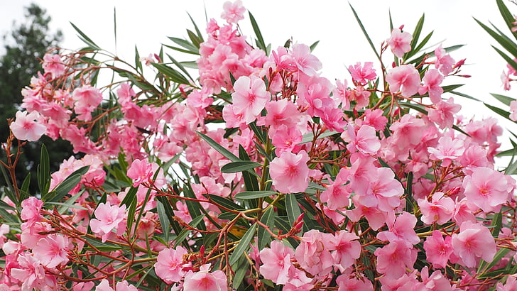 adelfa, Bush, Nerium oleander, Laurel rosa, invernadero de regalo perro, Apocynaceae, flor