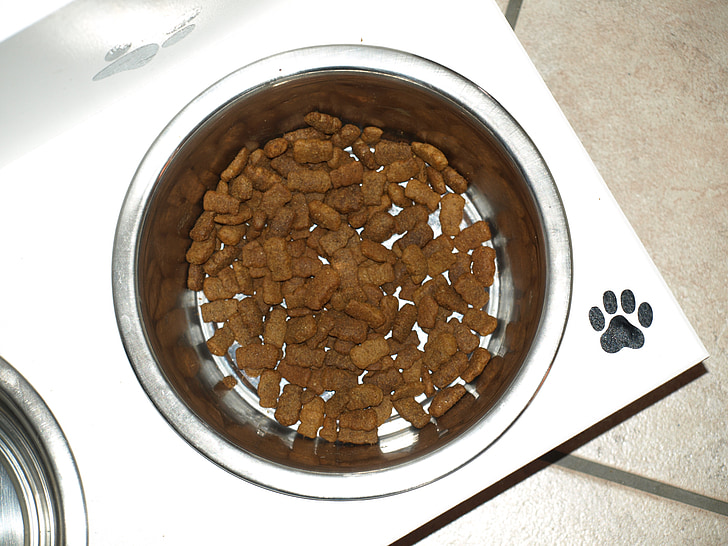 bowl, dog bowl, dog food, eat, food, dried fodder