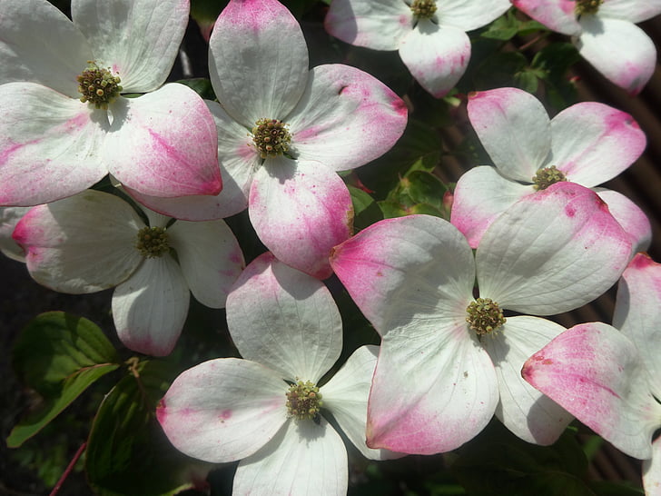 чагарник, квітучі, білий, святковий фейєрверк, Природні, Данія