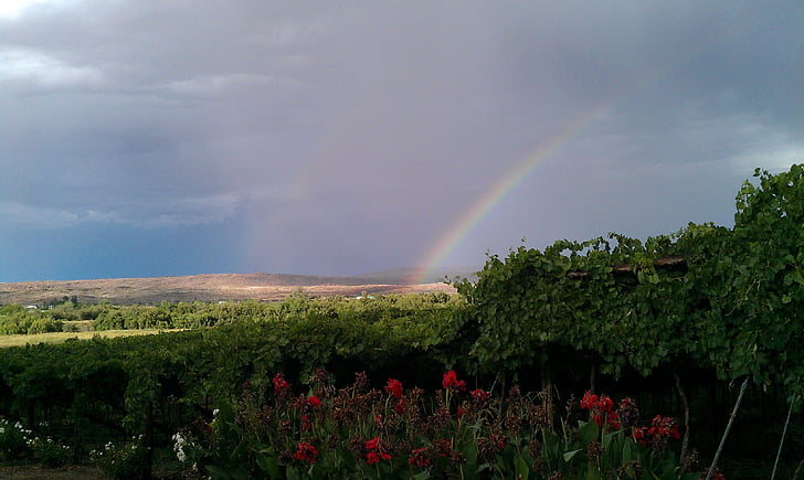 regnbue, Winery, Sydafrika, norhern cape, landskab