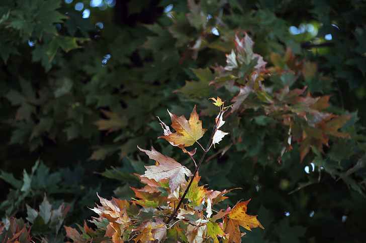 maple, leaf, colorful, season, fall, autumn, natural