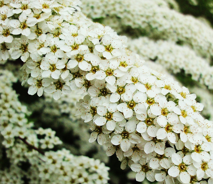 สีขาว, ดอกไม้, ธรรมชาติ, ดอกไม้, ฤดูใบไม้ผลิ, ดอก, กลีบ