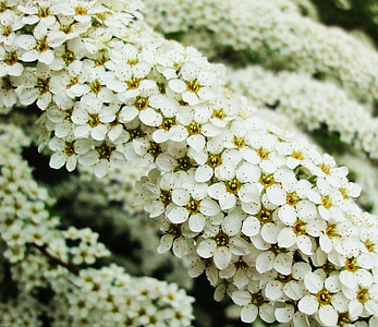 white, flowers, nature, floral, spring, blossom, petal