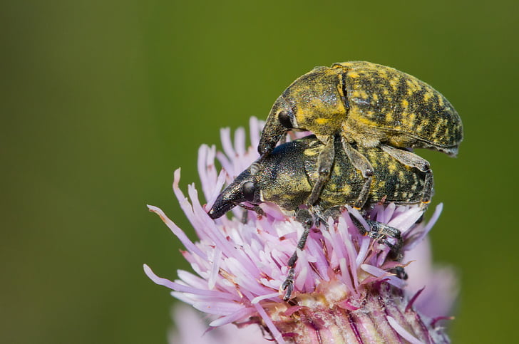 kratzdistelrüssler, beetle, pairing, insect, close, reproduction, couple