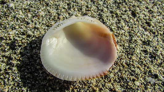 shell, sand, beach sand, nature, beach