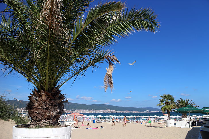 Palma, stranden, ferie, sand, kysten, soling, sunbath