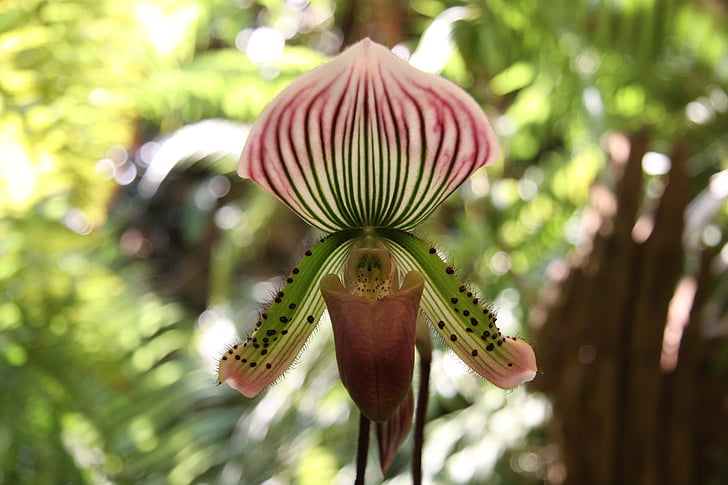 Orchid, blomst, anlegget, natur